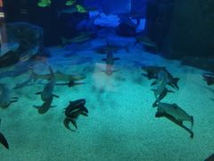 -成都浩海立方海洋公园