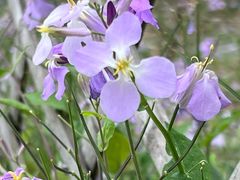 -北京西山国家森林公园