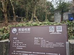 -都江堰中华大熊猫苑
