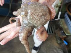 -阿军排档·烧烤