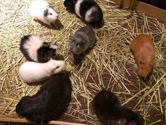 -藦茜花园宠物主题亲子互动体验馆(国顺东路店)