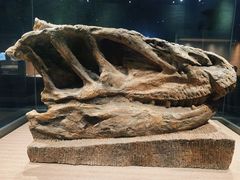 -自贡恐龙博物馆