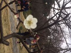 iphone_upload_pic-香雪海