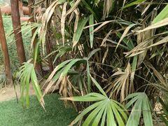 -呀路古热带植物园
