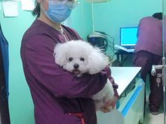 -暖阳宠物医院·犬猫康复中心·骨科