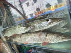 -煲来饱去冷水鱼