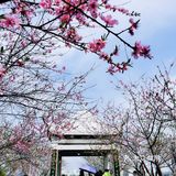 春季寿桃湖踏青攻略——历史遗留下来的美