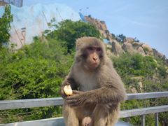 -西霞口神雕山野生动物世界