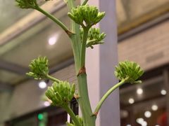 -凤城·食都