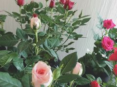 -瓦库茶馆17号(海汇港店)