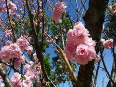 -天适樱花悠乐园