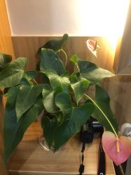 -丝客富脱发养发头皮馆