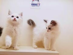 -十年猫舍·猫咪专门店(普陀店)