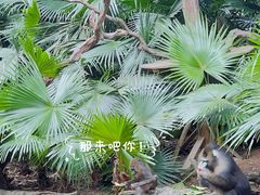-广州长隆野生动物世界