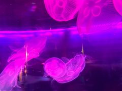 -秦皇岛新澳海底世界