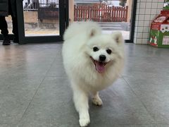 -贝贝宠物乐园(常青花园店)