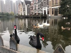 -成都南湖公园