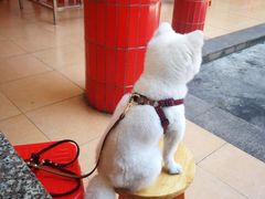 -崖口云吞(中堡店)