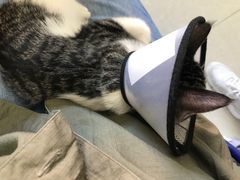 -瑞派福兴宠物医院犬猫全科·骨科·中西医结合(河东店)