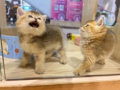 -屋虎猫馆(宝安大仟里店)