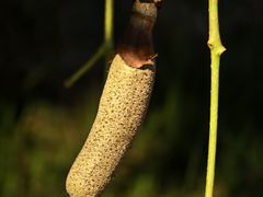 -串小白烧烤(金沙洲店)