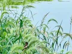 -广富林郊野公园