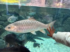 -上海海洋水族馆