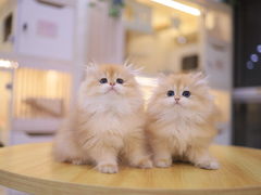-柚子猫舍·精品猫舍购猫·猫咪认养·购宠·宠物店