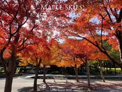 -上海共青森林公园