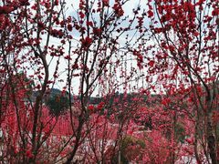 -正宗火盆自助烧烤·烤全羊·柴火鸡(龙泉山店)