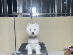 -两勺子一碗口水鸡拌面