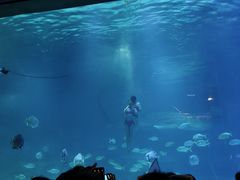 -烟台海昌鲸鲨海洋公园