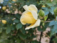 -利群海琴购物广场(商丘路店)