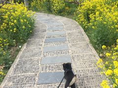 -南汇桃花村