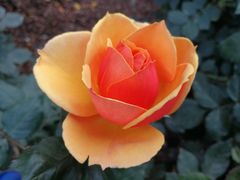 -人民公园(罗湖区)