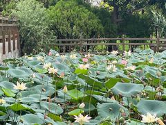 -郑东新区湿地公园