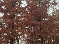 -昆山城市生态森林公园