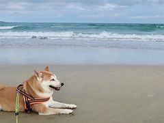 -汕尾风车岛