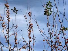 -合肥滨湖国家森林公园