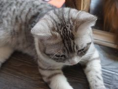 -吉丁鸟咖·异宠·寄养