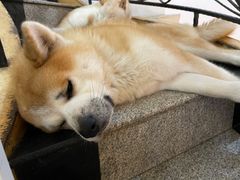 -喜柴咖啡·柴犬狗咖