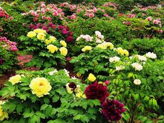 -曹州百花园