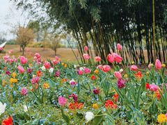 -上海辰山植物园
