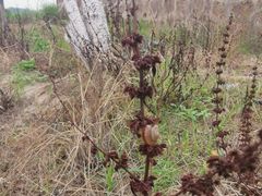 -古柏渡飞黄旅游区