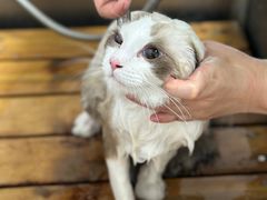 -喵百万·布偶·蓝金金渐层英短·猫舍(百子湾店)