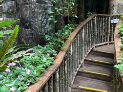 -正佳雨林生态植物园