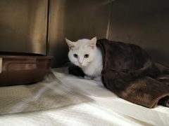 -宠爱国际动物医院· 猫科· 外科·中兽医(长白店)