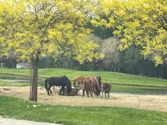 -北京野生动物园
