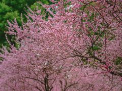 -重庆市江北嘴中央商务区中央公园