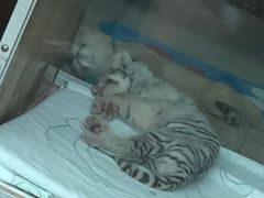 -大连森林动物园